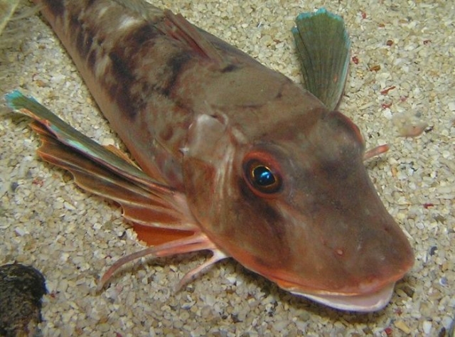  Tub Gurnard